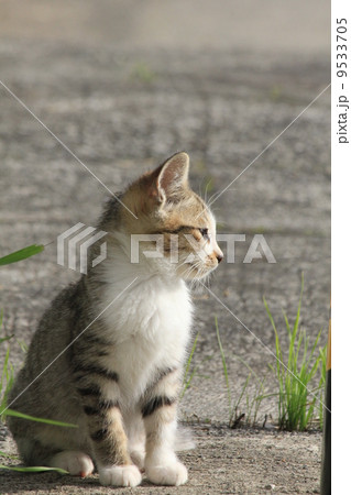 遠くを見つめる子猫の横顔の写真素材