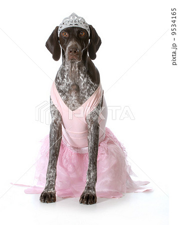 spoiled dog 9534165