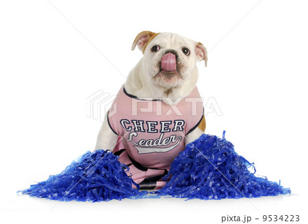 cheerful dog 9534223