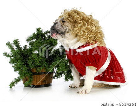 christmas dog christmas dog 9534261