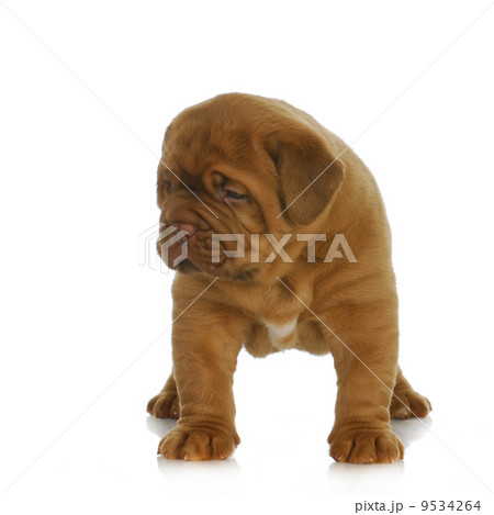 dogue de bordeaux puppy 9534264
