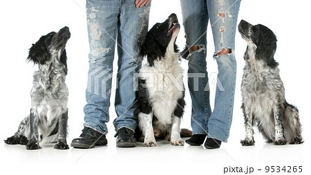 family with dogs 9534265