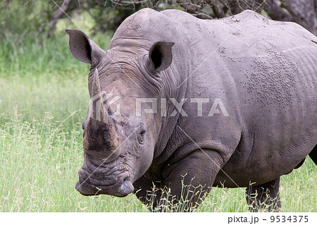 White rhinoceros 9534375