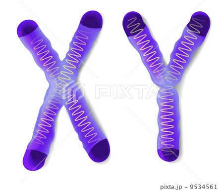 Sex Chromosome X and Y 9534561