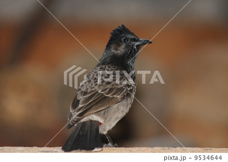 シリアカヒヨドリ シリアカヒヨドリ 9534644