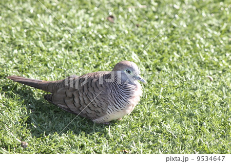 チョウショウ鳩 9534647