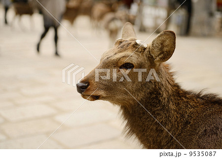 鹿 9535087