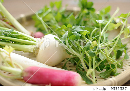 春の七草 9535527