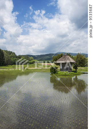 水田に佇む荒神神社　田んぼの神様と水田の風景　遠野観光スポット　岩手県観光名所 9535687