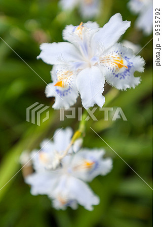 縮景園　シャガ 9535792