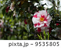 濡れ椿 9535805