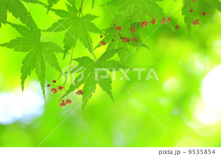 楓の花が赤く咲くの写真素材