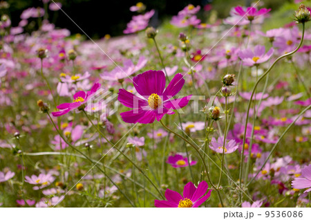 コスモス　富良野にて 9536086