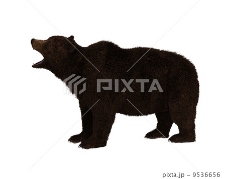 熊 9536656