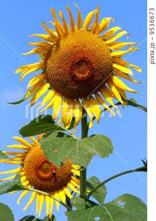 ヒマワリ 9536673