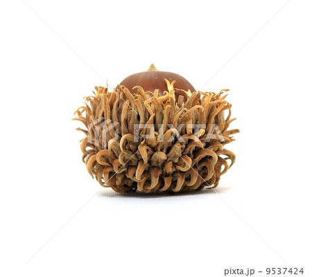 クヌギの実 9537424