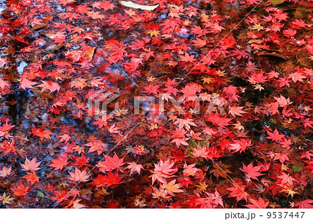 水面もみじ 水面もみじ 9537447