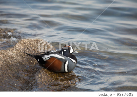 シノリガモ 9537605