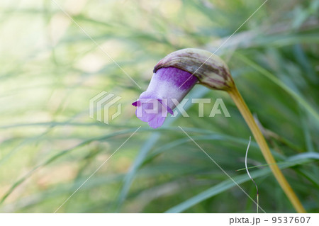 ナンバンギセル 9537607