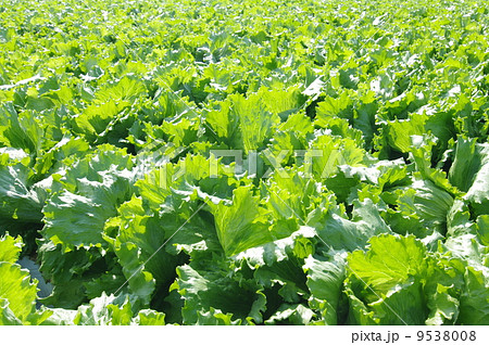 レタス畑 高原野菜 長野県 の写真素材