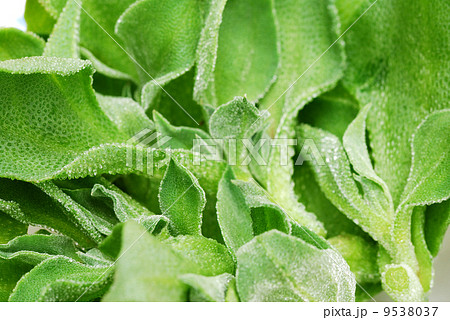 アイスプラント 9538037