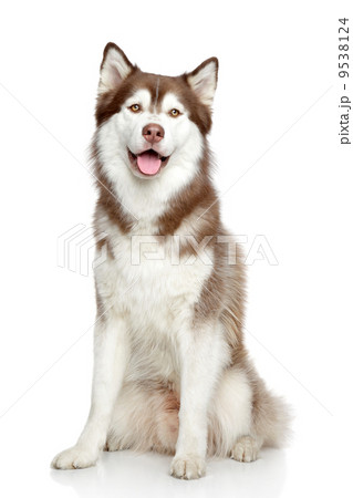 Siberian Husky studio portrait Siberian Husky studio portrait 9538124