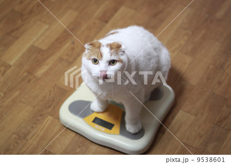 体重測定をする猫 9538601