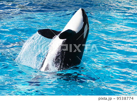 ジャンプするシャチの写真素材