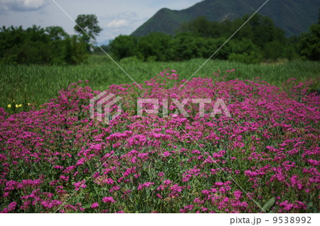 虫捕なでしこ（ハエ取撫子） 9538992