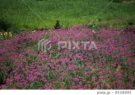 虫捕なでしこ（ハエ取撫子） 9538995