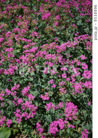 虫捕なでしこ（ハエ取撫子） 9538996