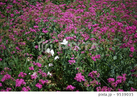 虫捕なでしこ（ハエ取撫子）ともんしろちょう 9539035