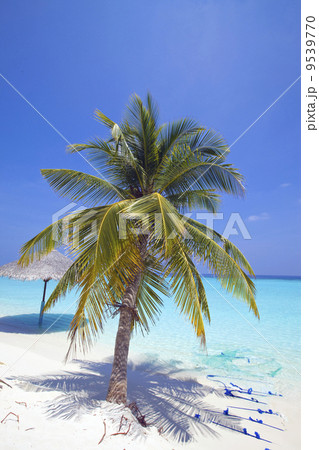 Maldives. .Palm tree bent above waters of ocean.. 9539770