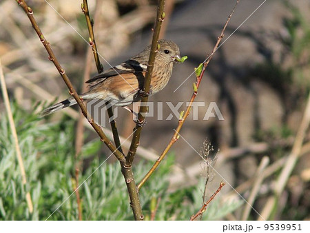 新芽を食べるベニマシコメス 9539951