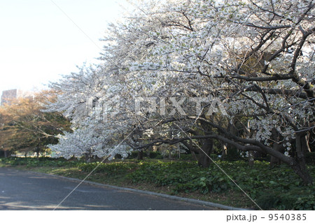 皇居東御苑のさくらの名所 江戸城本丸跡1 皇居東御苑のさくらの名所 江戸城本丸跡1 9540385