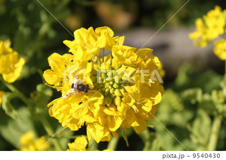 三浦海岸の満開の菜の花 三浦海岸の満開の菜の花 9540430