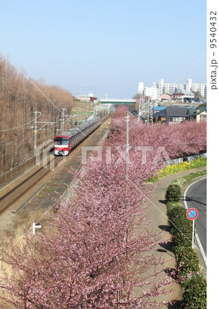 三浦海岸の満開の河津桜と京浜急行 9540432