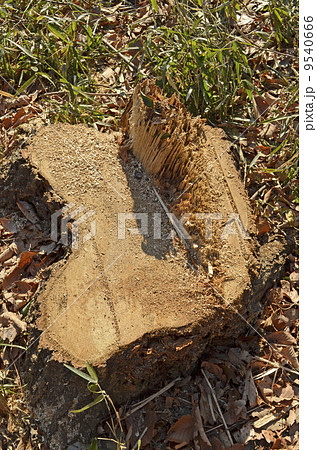 真新しい切り株 9540666