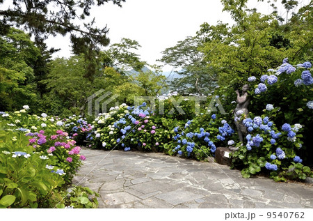 下田公園のあじさい祭 下田公園のあじさい祭 9540762