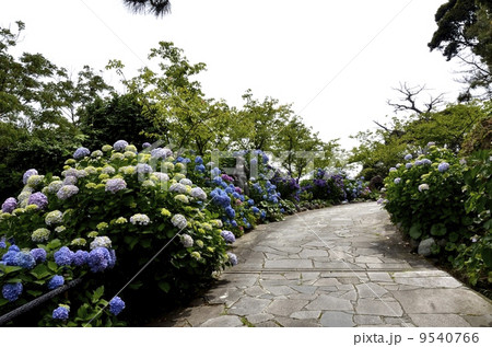 下田公園のあじさい祭 下田公園のあじさい祭 9540766