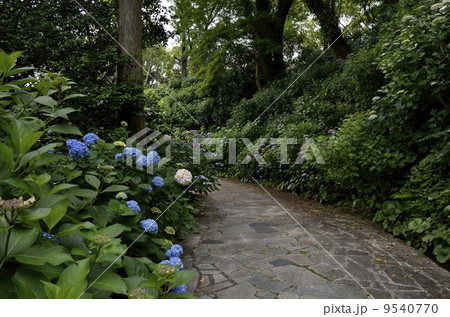 下田公園のあじさい祭 下田公園のあじさい祭 9540770