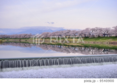 白石川に映る一目千本桜3 白石川に映る一目千本桜3 9540900