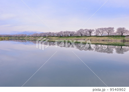 白石川に映る一目千本桜1 白石川に映る一目千本桜1 9540902