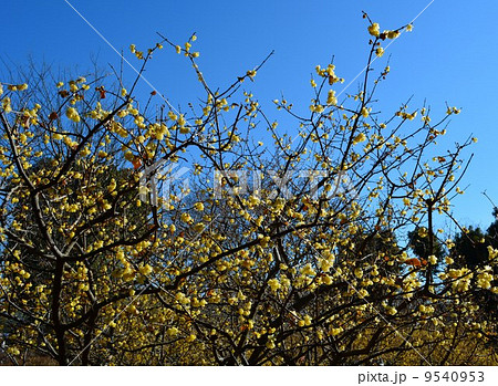 満月蝋梅 9540953