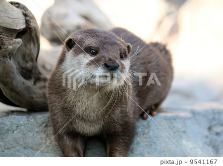 コツメカワウソ 9541167