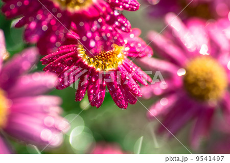 マーガレット 9541497