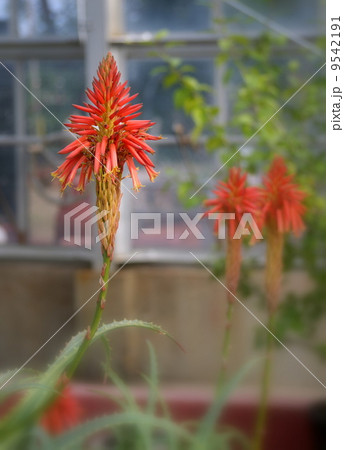 キダチアロエの花 9542191
