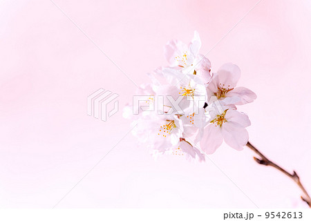 一枝だけの桜のイメージ 一枝だけの桜のイメージ 9542613