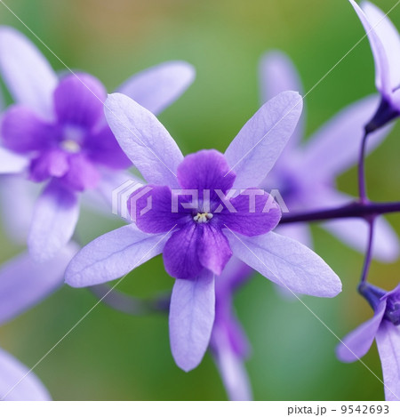 ペトレア 9542693