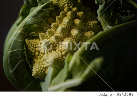 ロマネスコ　Broccolo Romanesco　② 9542698